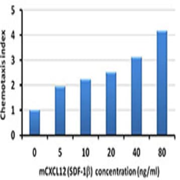 Recombinant Mouse CXCL12 (SDF-1beta) (carrier-free)