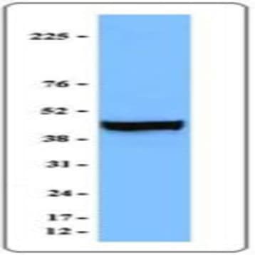 Purified anti-beta-actin