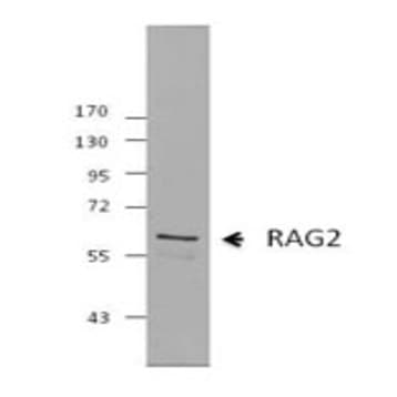 Purified anti-RAG2