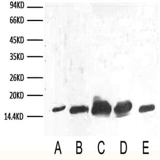 Anti-COX IV Mouse Monoclonal Antibody (14Y2) avatar