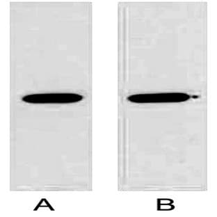 Anti-GST Tag Mouse Monoclonal Antibody (2A8) avatar