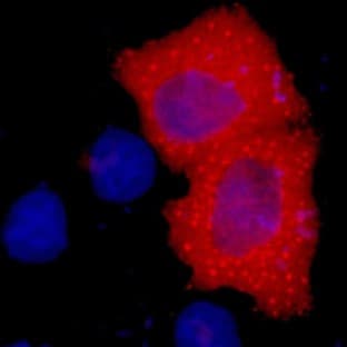 Anti-HA Tag Mouse Monoclonal Antibody (4F6) avatar