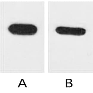 Anti-CBP Tag Monoclonal Antibody (12H5) avatar
