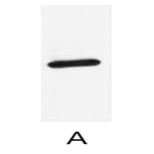 Anti-AmCyan Monoclonal Antibody (8T2) avatar