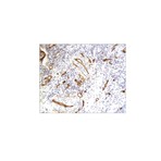 Abbiotec_cd34_antibody