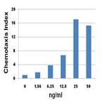 Recombinant Human CXCL2 (Grobeta) (carrier-free)
