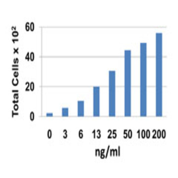 Recombinant Human CCL25 (TECK) (carrier-free)