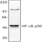 Purified anti-NF-kappaB p50