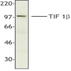 Purified anti-TIF1beta (KAP-1, TRIM28)
