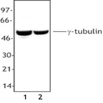 Purified anti-Tubulin-gamma