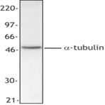 Purified anti-Tubulin-alpha