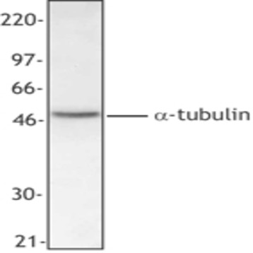 Purified anti-Tubulin-alpha