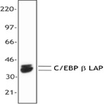 Purified anti-C/EBP beta (2 isoforms C/EBP beta, LAP)