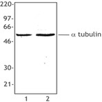 A-tubulin-10d8_102105