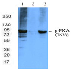 Purified anti-PKCalpha Phospho (Thr638)
