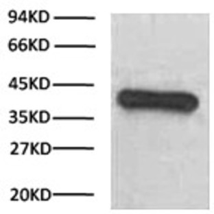 Anti-GAPDH Mouse Monoclonal Antibody (2B5), HRP Conjugated