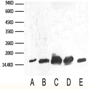 Anti-COX IV Mouse Monoclonal Antibody (14Y2)