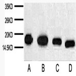 Anti-Histone H3 Mouse Monoclonal Antibody (2D10)