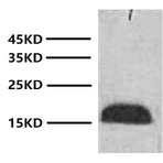 Anti-Histone H3 Monoclonal Antibody (2D9) 