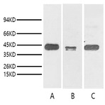 Anti-TBP/TATA Binding Protein Monoclonal Antibody (2C6) 