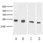 Anti-Cyclophilin B Monoclonal Antibody (7B2)