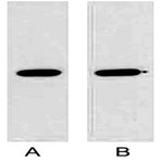 Anti-GST Tag Mouse Monoclonal Antibody (2A8)