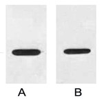 HRP Conjugated Anti-HA Tag Mouse Monoclonal Antibody (4F6)