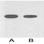 HRP Conjugated Anti-His Tag Mouse Monoclonal Antibody (5C3)