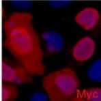 Anti-Myc Tag Mouse Monoclonal Antibody (2D5)