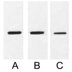 Anti-MBP Tag Mouse Monoclonal Antibody (9Y5)