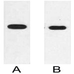 Anti-E2 Tag Mouse Monoclonal Antibody (12T4)