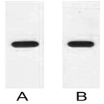 Anti-HSV Tag Mouse Monoclonal Antibody (16T2)