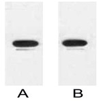 Anti-KT3 Tag Mouse Monoclonal Antibody (14D8)