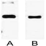 Anti-Trx Tag Mouse Monoclonal Antibody (14D4)