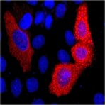 Anti-VSV-G-Tag Mouse Monoclonal Antibody (14D2)