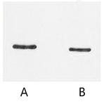 Anti-SRT-Tag Monoclonal Antibody (11G3)
