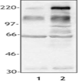 Purified anti-Phosphotyrosine avatar
