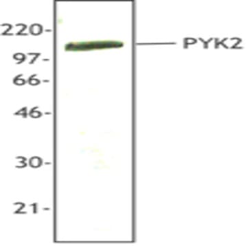 Purified anti-PYK2