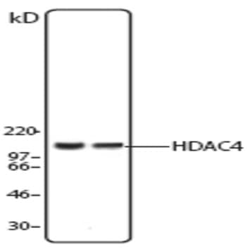 Purified anti-HDAC4 avatar