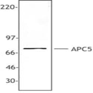 Purified anti-APC5 avatar