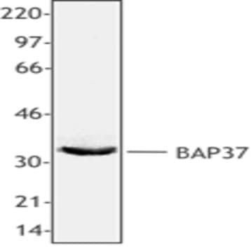 Purified anti-BAP37 avatar