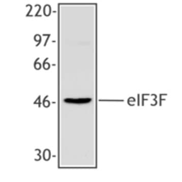 Purified anti-eIF3F avatar