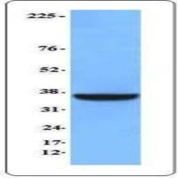 Purified anti-Cdk2 avatar