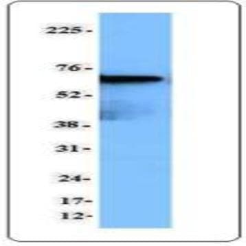 Purified anti-Syk avatar