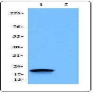 Purified anti-CD247 (TCRzeta, CD3zeta)