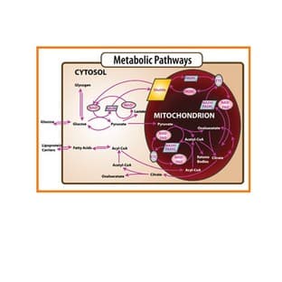 Metabolism Assays