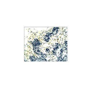 CD4 Antibody avatar