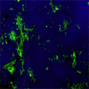 LEAF(TM) Purified anti-mouse VEGFR-3 (FLT-4) avatar