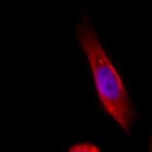 DyLight(TM) 594 Goat anti-mouse IgG (minimal x-reactivity) avatar