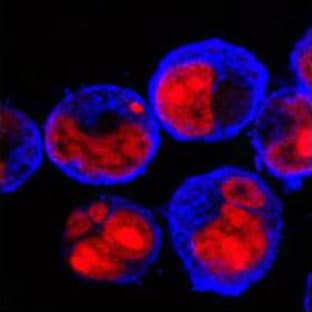 DyLight(TM) 405 Goat anti-mouse IgG (minimal x-reactivity) avatar